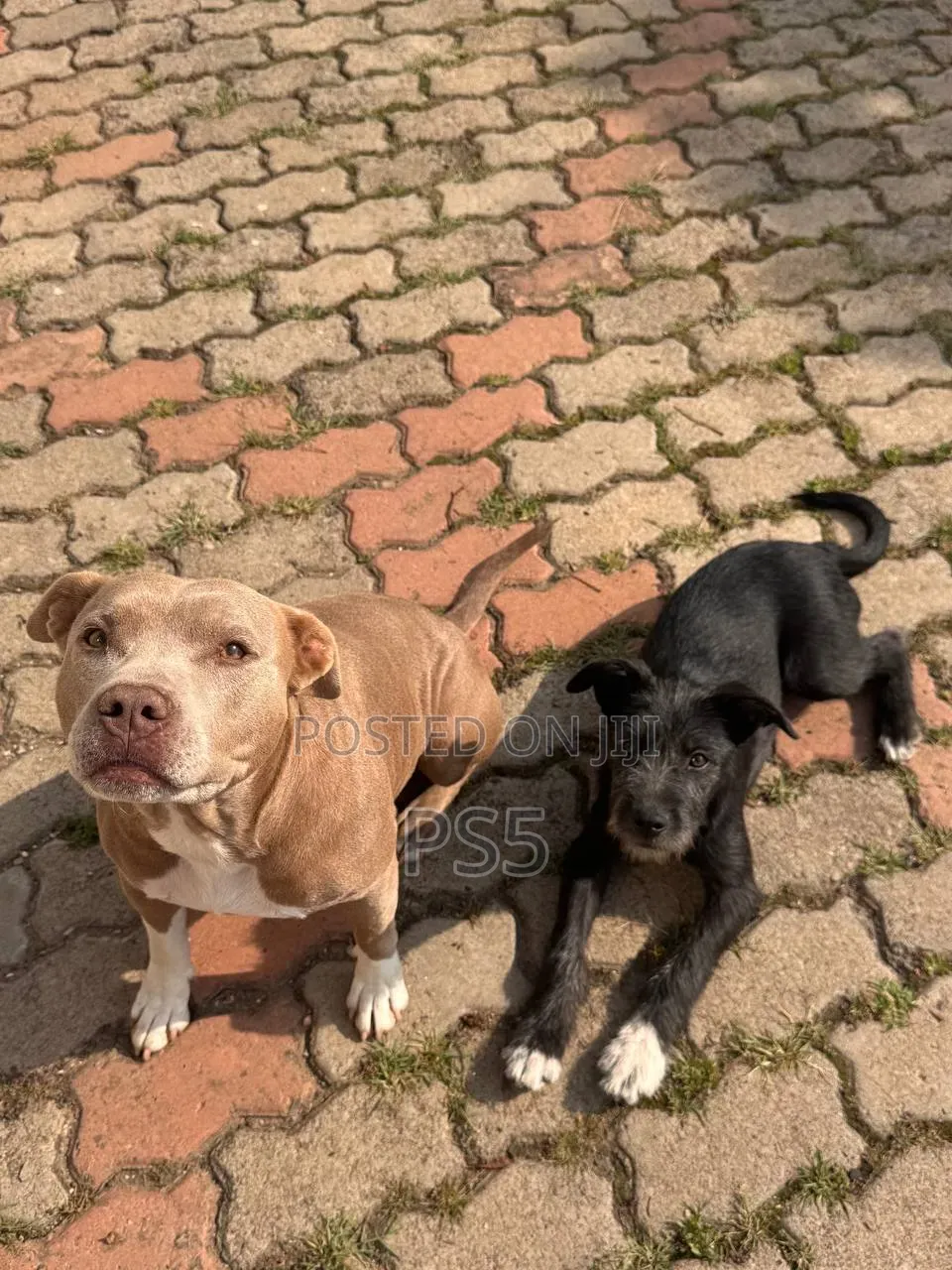 1-3 months Female Mixed Breed American Pit Bull Terrier