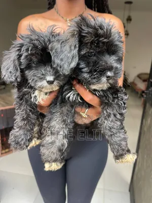 1-3 months Male Purebred Goldendoodle