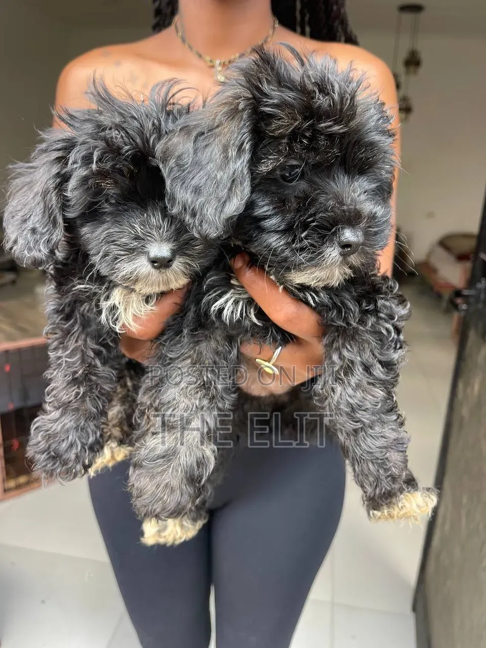 1-3 months Male Purebred Goldendoodle
