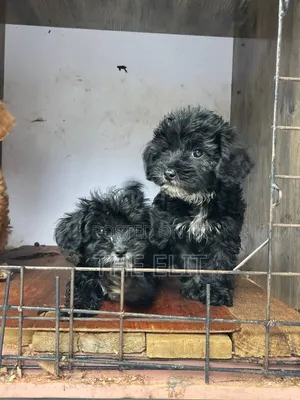 1-3 months Male Purebred Goldendoodle