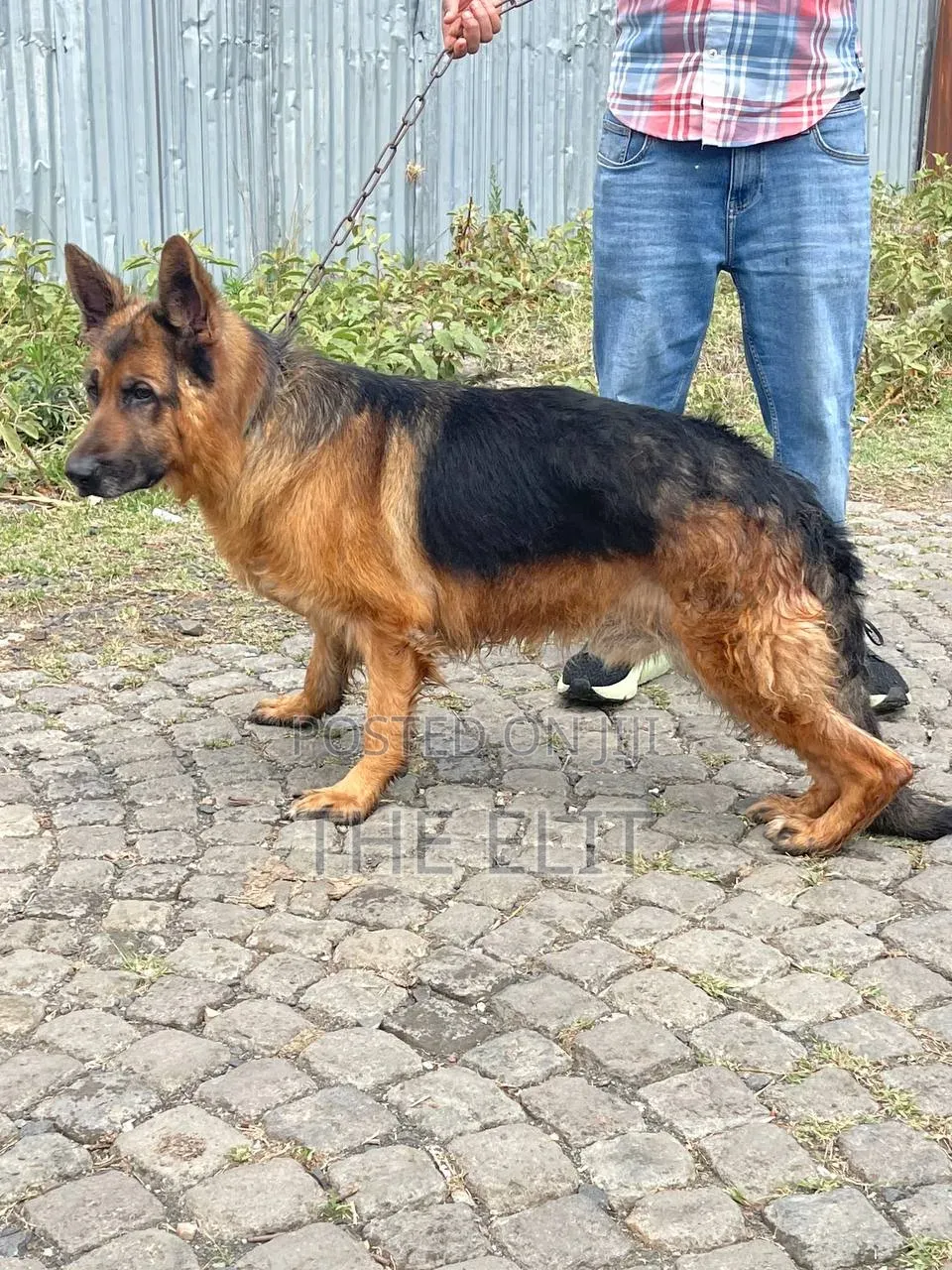1-3 months Male Purebred German Shepherd