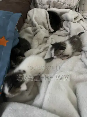 0-1 month Male Mixed Breed Cat