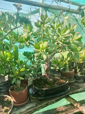 Jade Bonsai Tree
