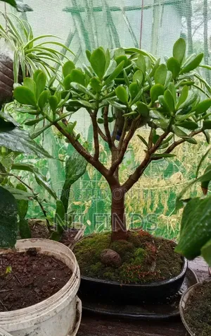 Jade Bonsai Tree