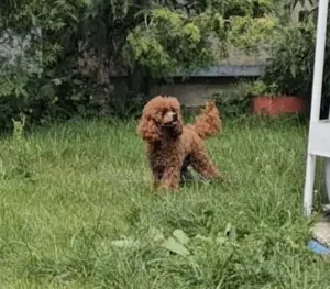 6-12 months Female Purebred Poodle