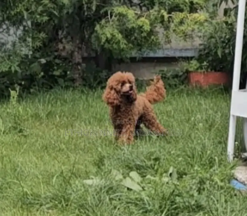 6-12 months Female Purebred Poodle