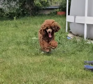 6-12 months Female Purebred Poodle