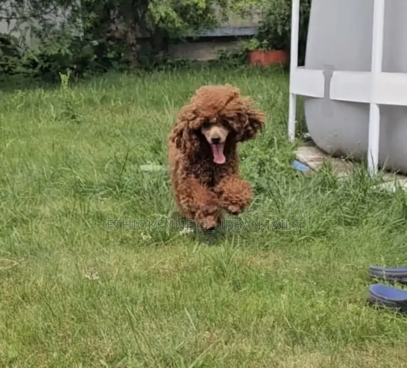 6-12 months Female Purebred Poodle