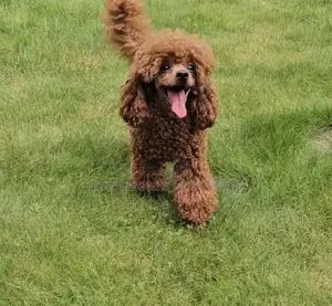 6-12 months Female Purebred Poodle