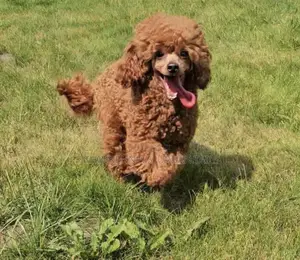 6-12 months Female Purebred Poodle