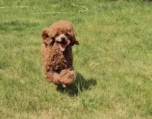 6-12 months Female Purebred Poodle