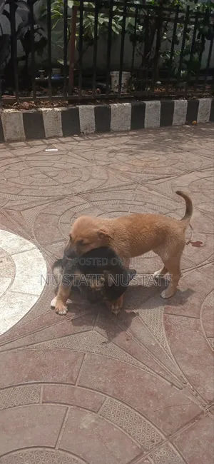 1-3 months Female Mixed Breed German Shepherd