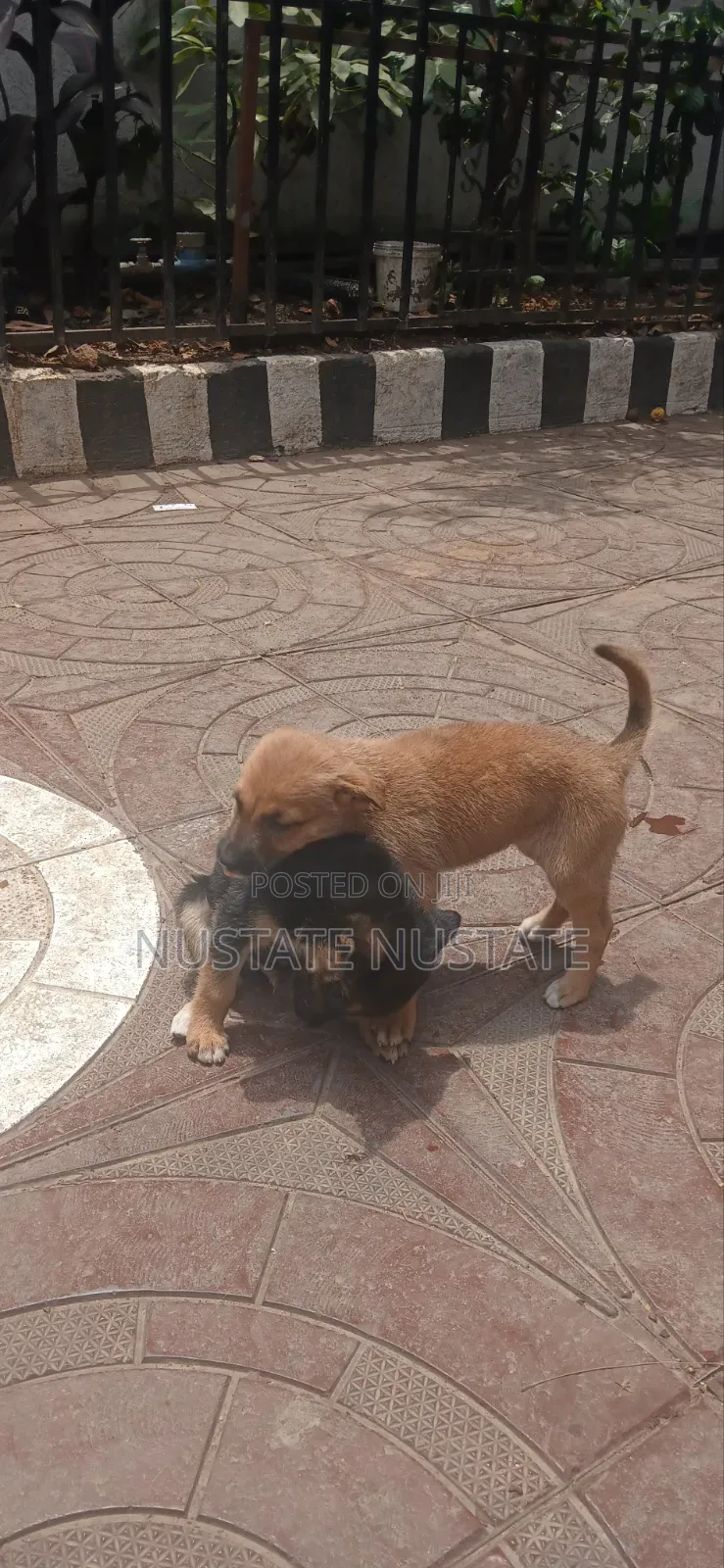 1-3 months Female Mixed Breed German Shepherd