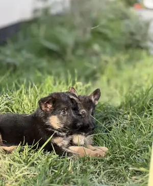 1-3 months Male Purebred German Shepherd