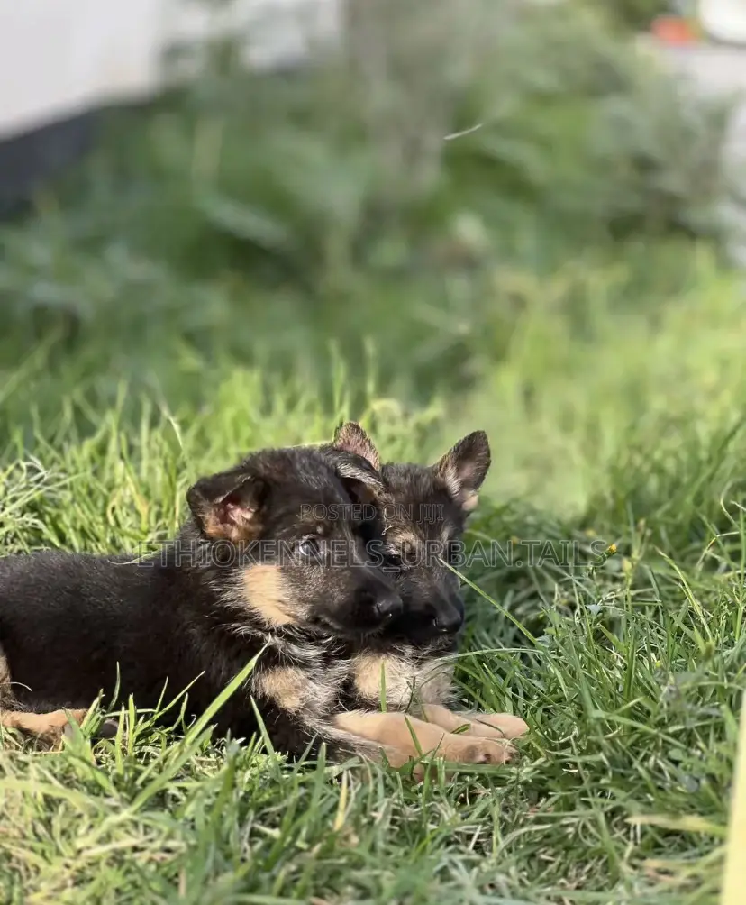 1-3 months Male Purebred German Shepherd