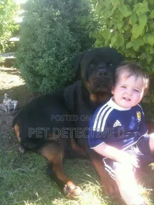 1-3 months Male Purebred Rottweiler
