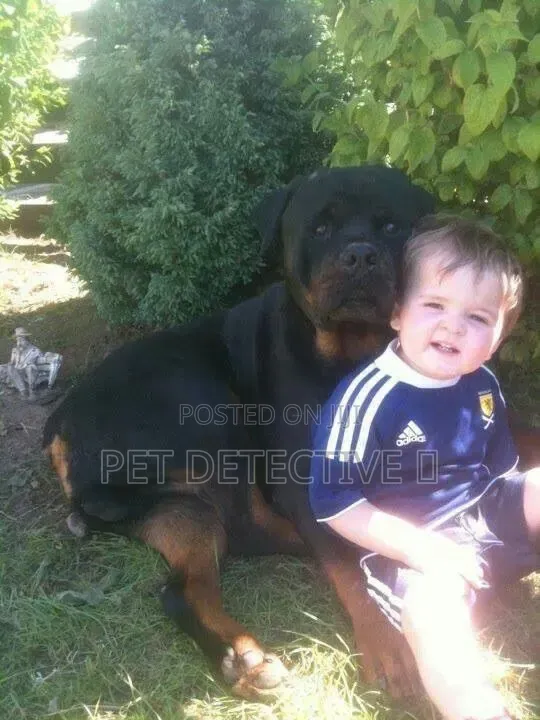 1-3 months Male Purebred Rottweiler