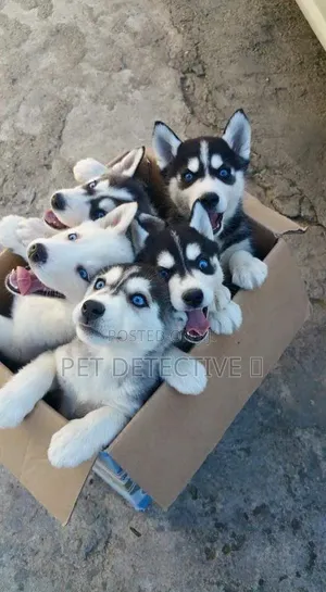 1-3 months Male Purebred Siberian Husky