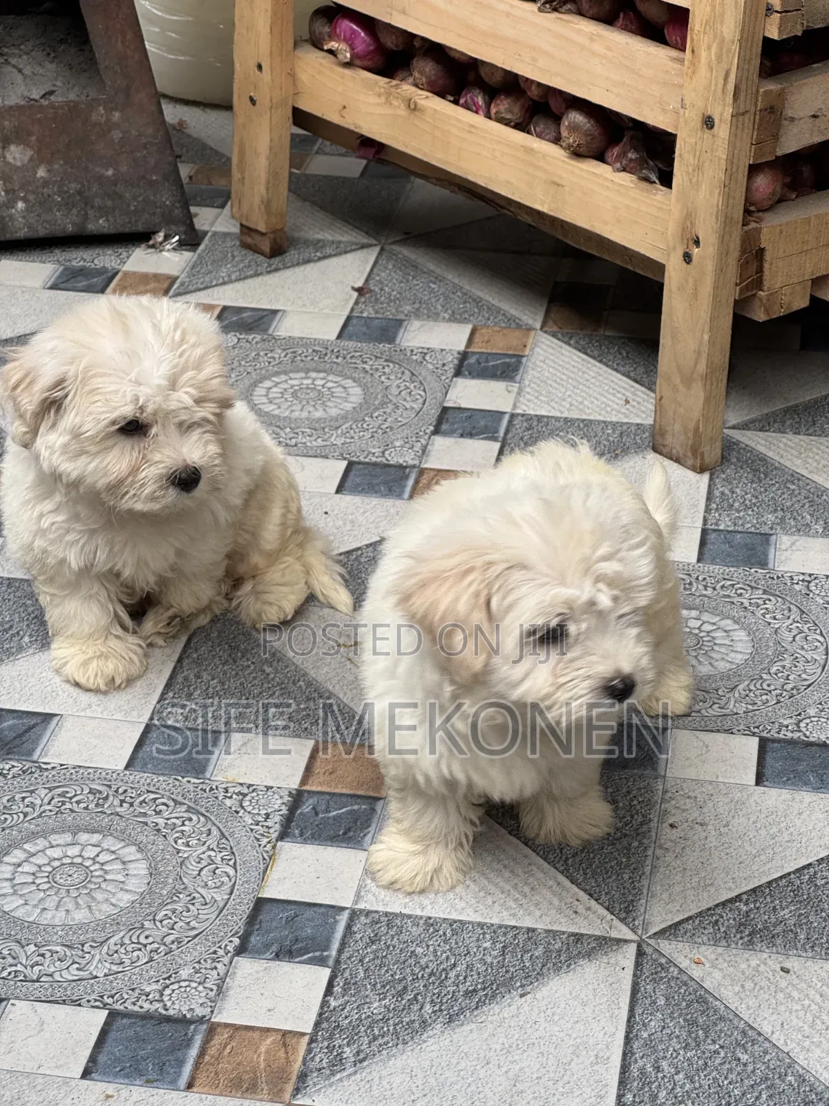 1-3 months Male Purebred Maltese