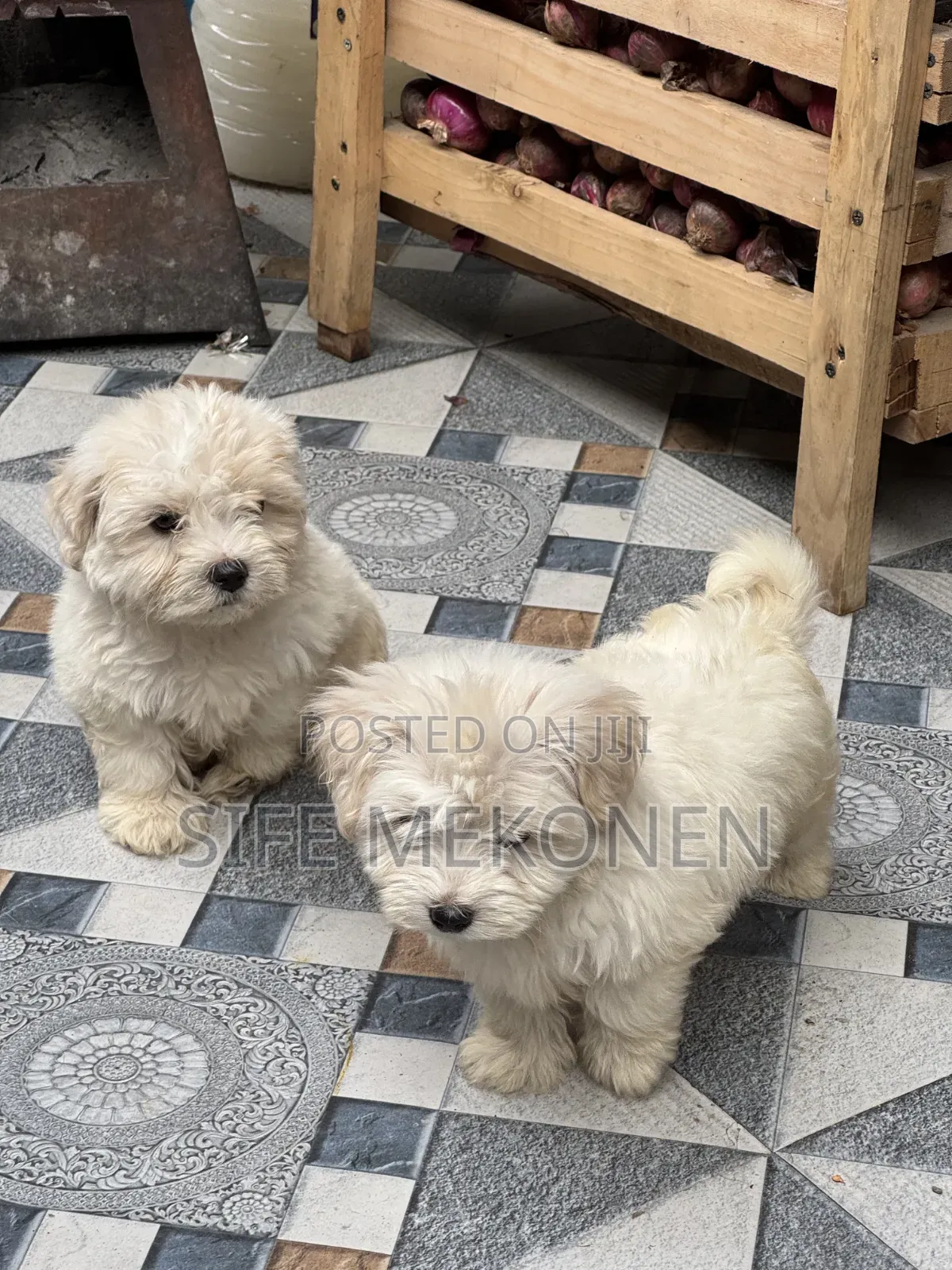 1-3 months Male Purebred Maltese