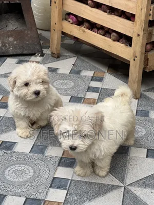 1-3 months Male Purebred Maltese