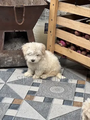 1-3 months Male Purebred Maltese