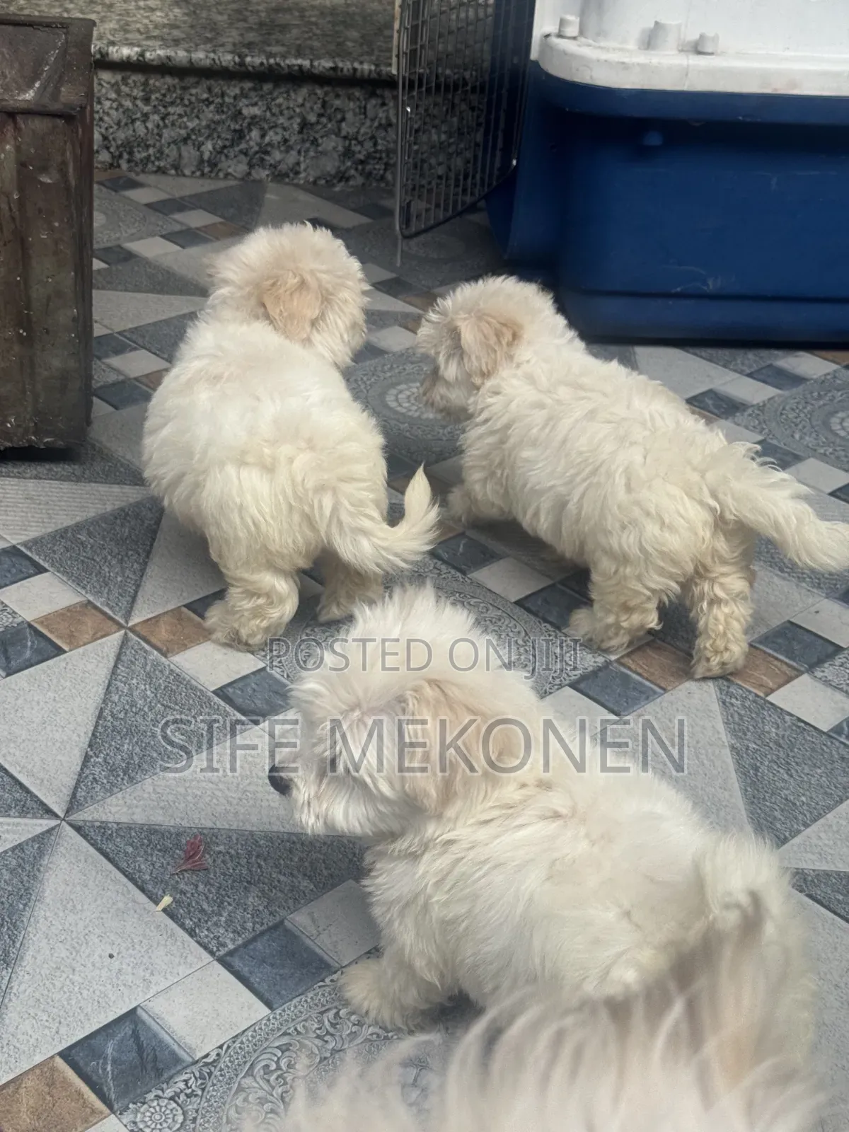 1-3 months Male Purebred Maltese