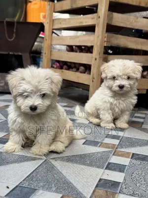 1-3 months Male Purebred Maltese
