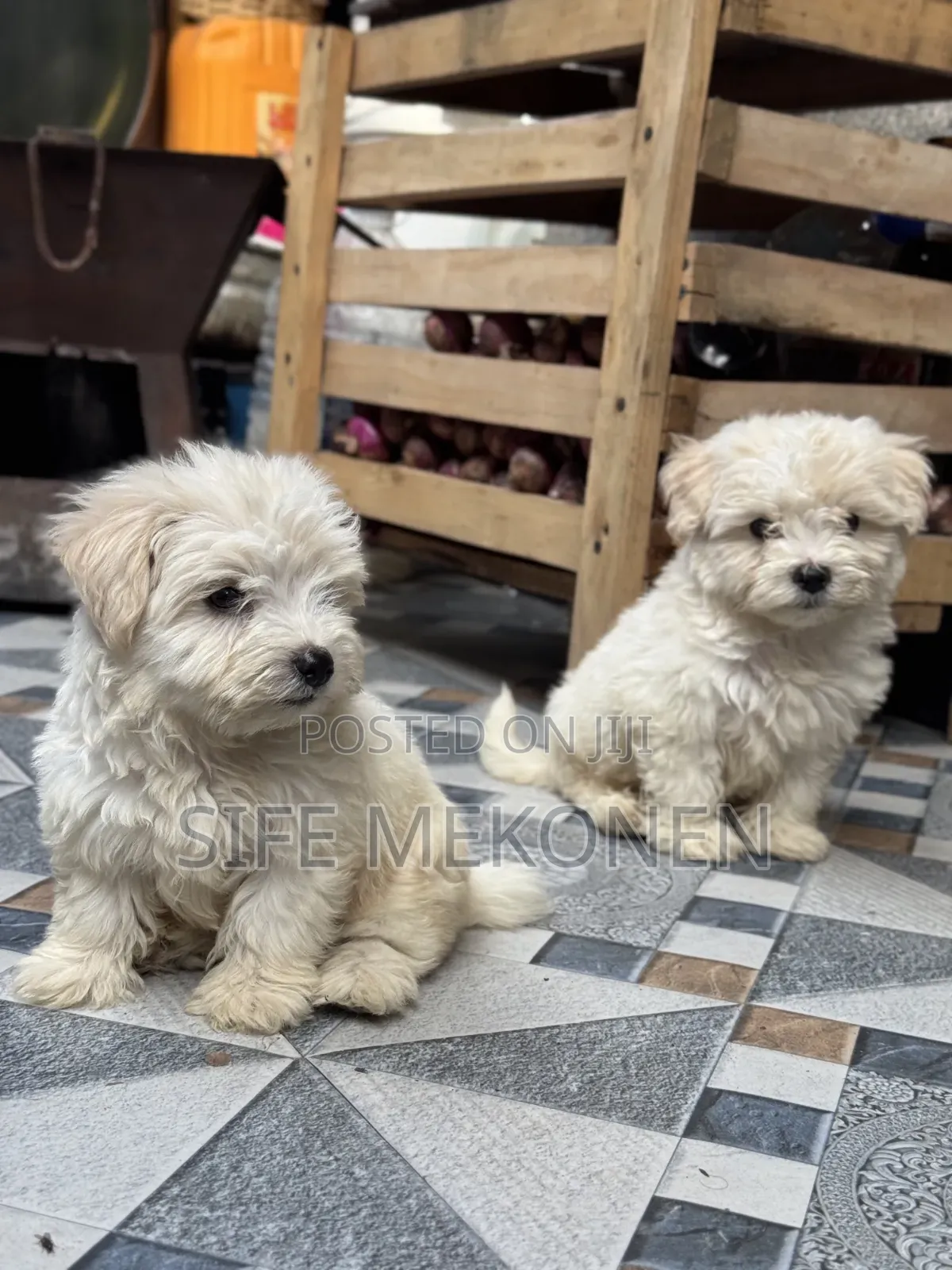 1-3 months Male Purebred Maltese