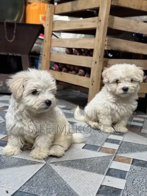 1-3 months Male Purebred Maltese