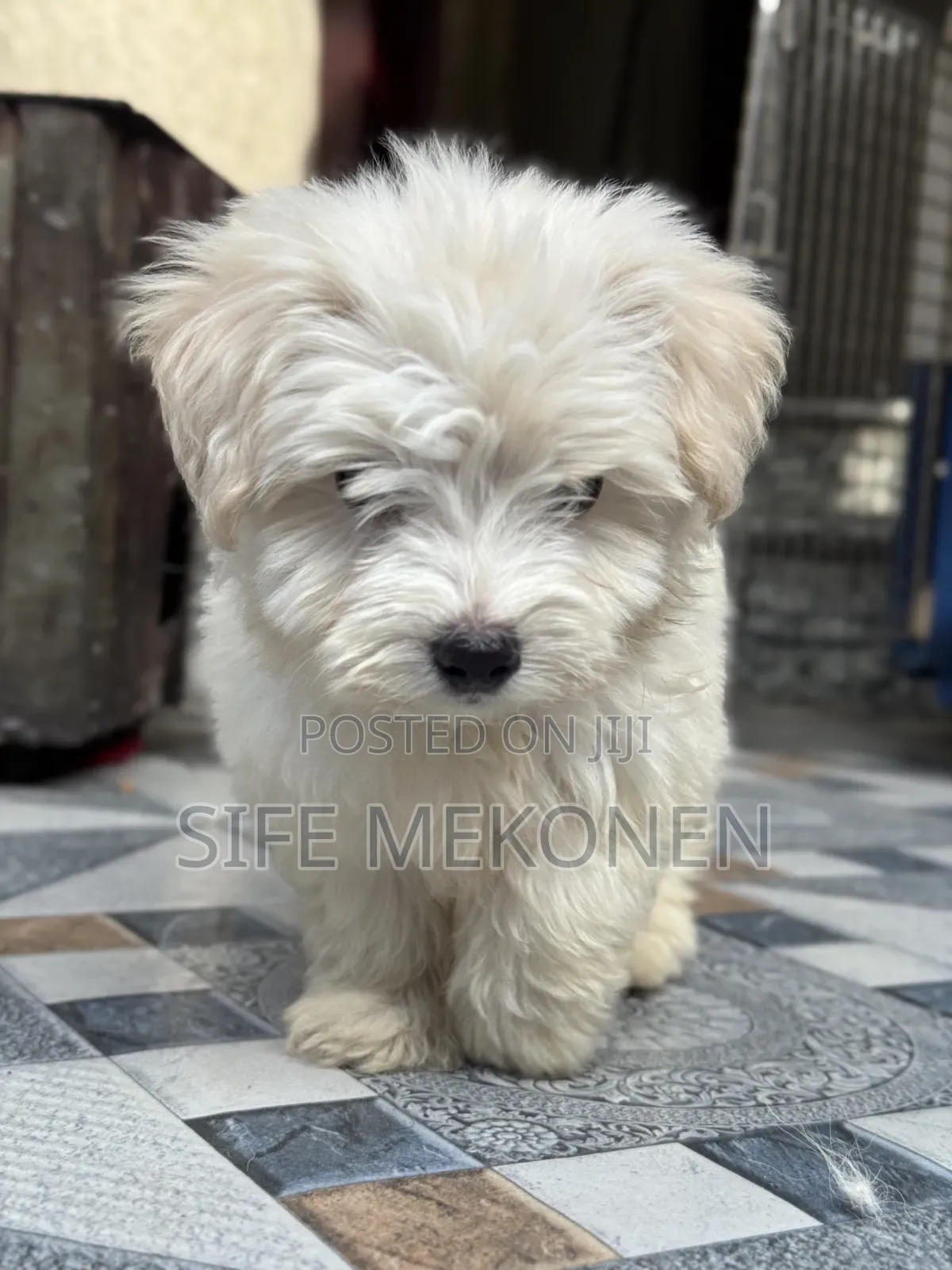 1-3 months Male Purebred Maltese