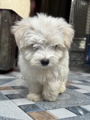 1-3 months Male Purebred Maltese