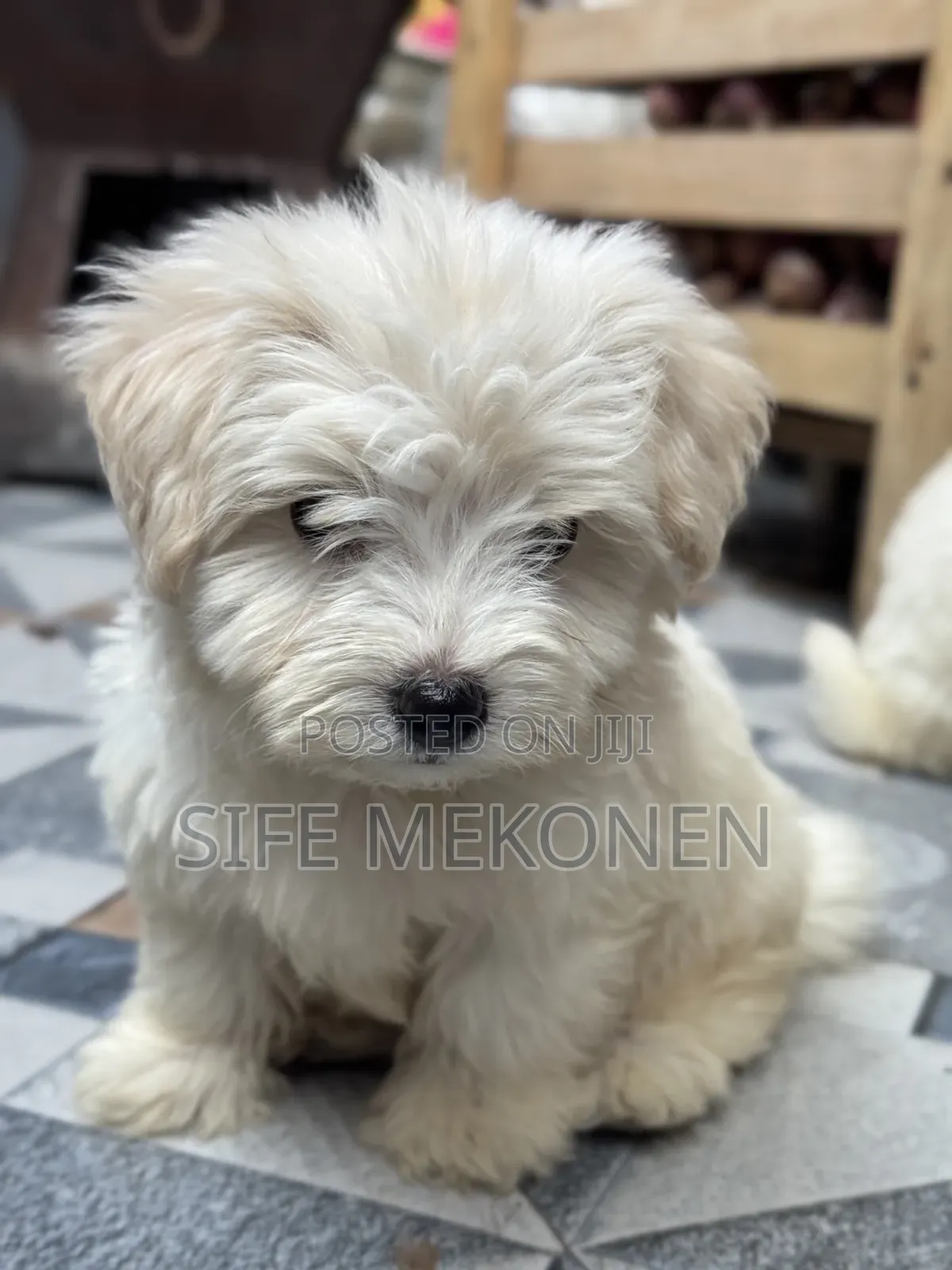 1-3 months Male Purebred Maltese