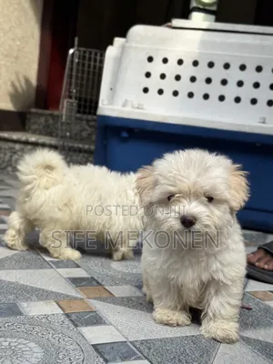 1-3 months Male Purebred Maltese
