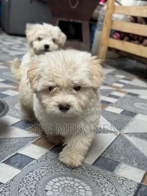 1-3 months Male Purebred Maltese