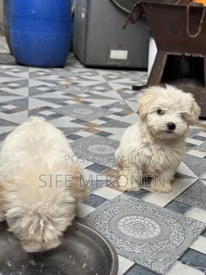 1-3 months Male Purebred Maltese