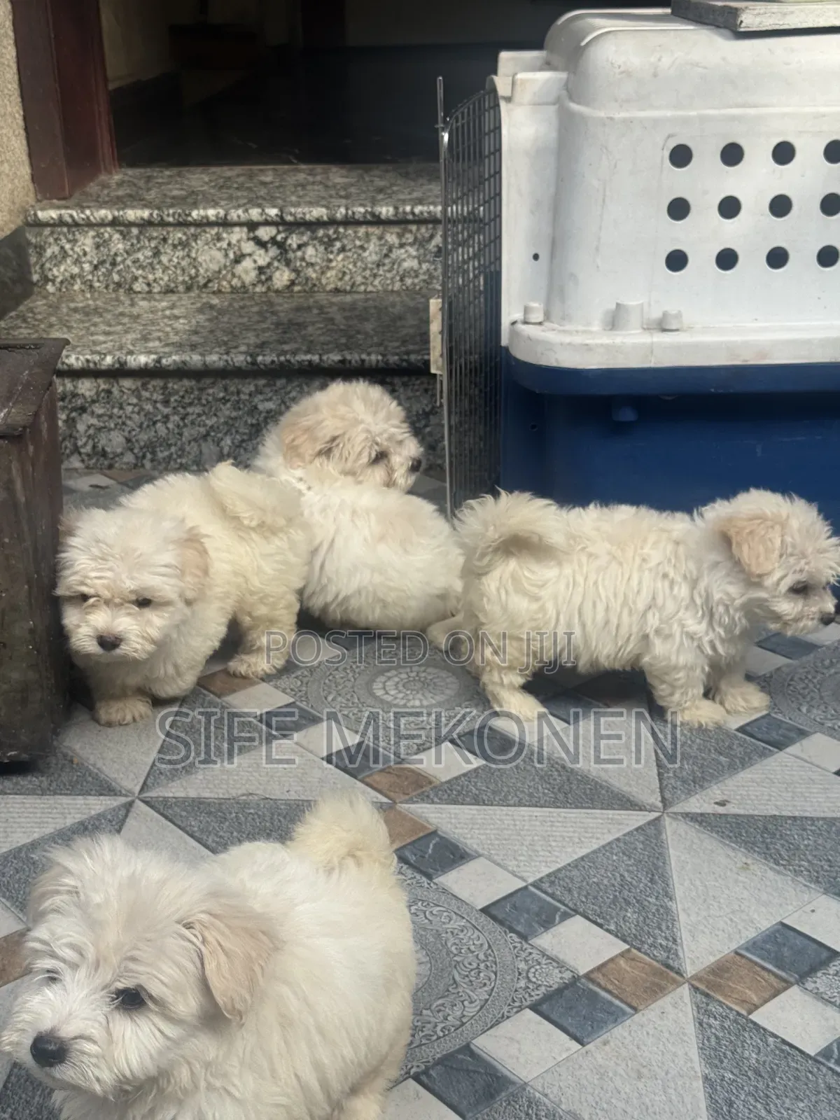 1-3 months Male Purebred Maltese