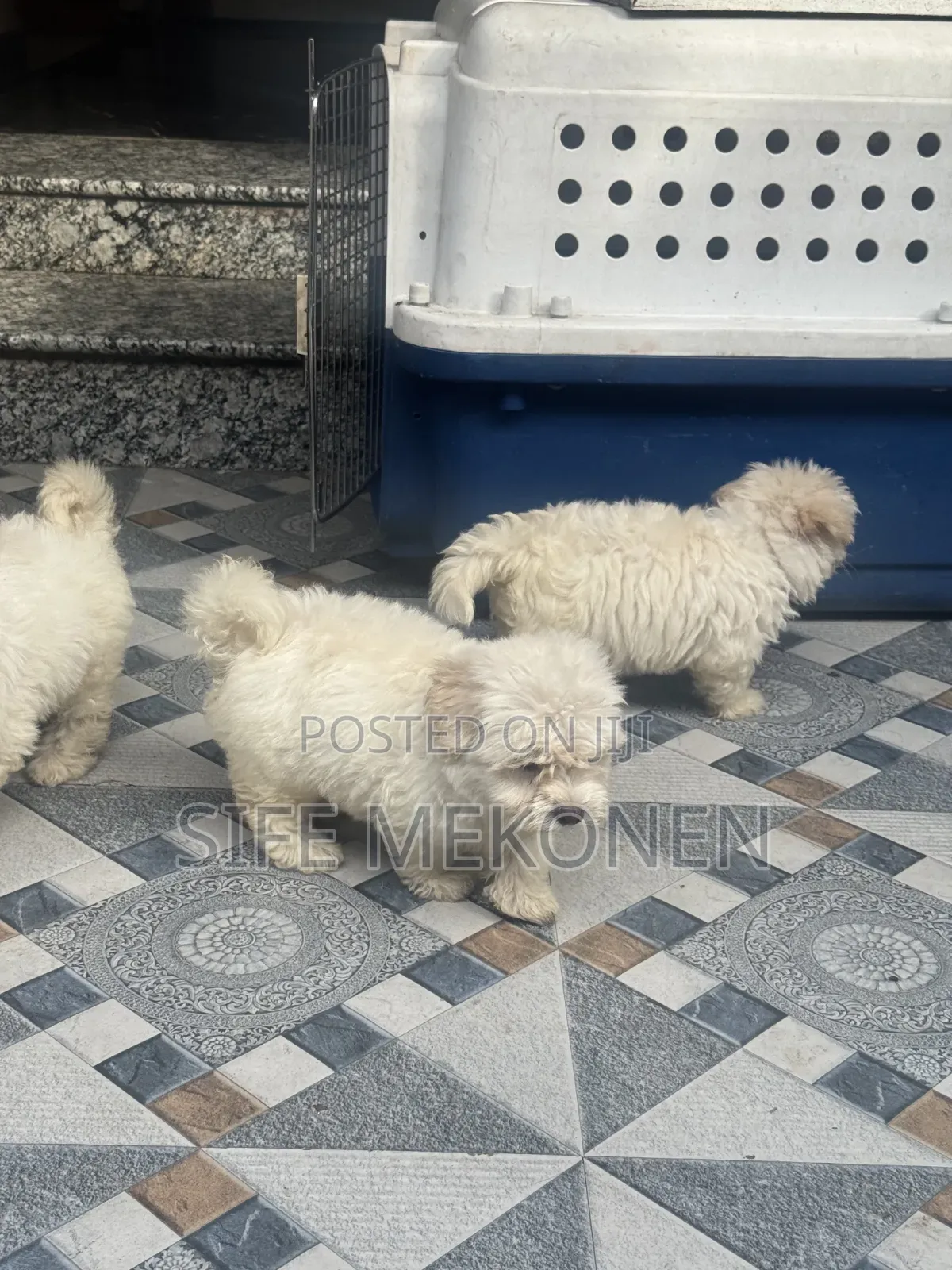 1-3 months Male Purebred Maltese