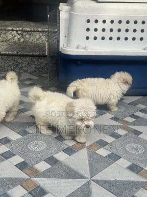 1-3 months Male Purebred Maltese