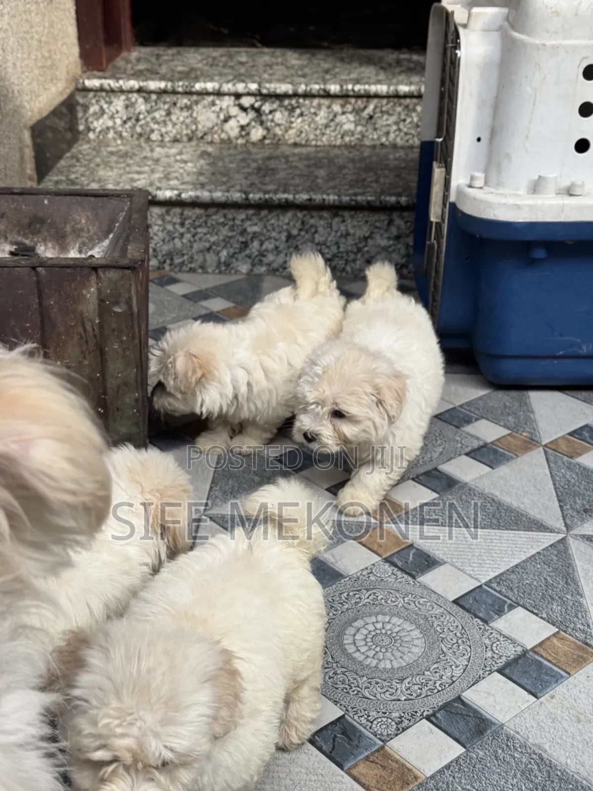 1-3 months Male Purebred Maltese