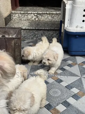 1-3 months Male Purebred Maltese