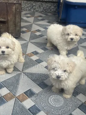 1-3 months Male Purebred Maltese