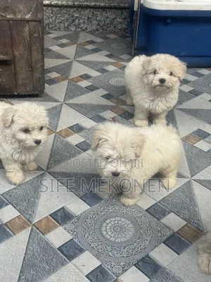 1-3 months Male Purebred Maltese