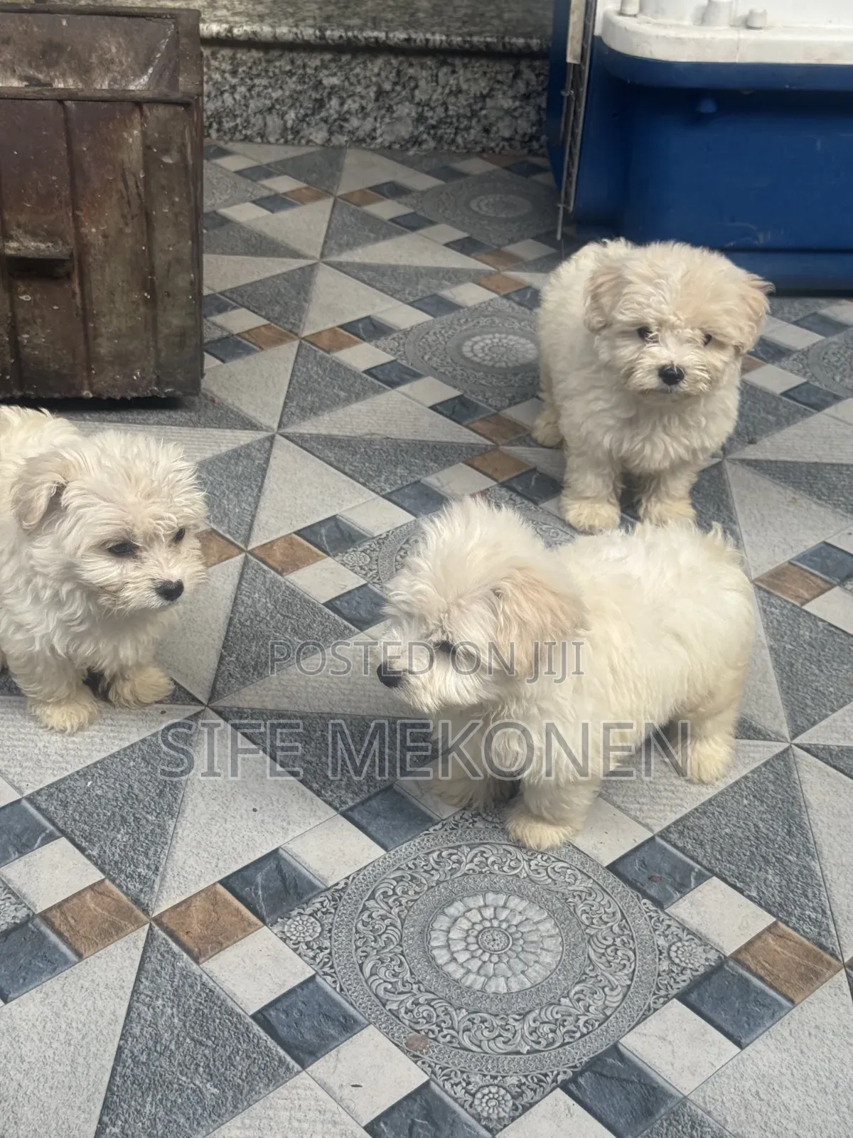 1-3 months Male Purebred Maltese