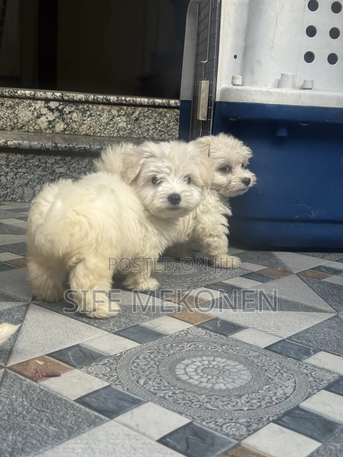 1-3 months Male Purebred Maltese