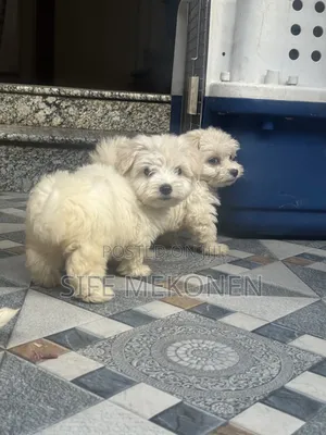 1-3 months Male Purebred Maltese