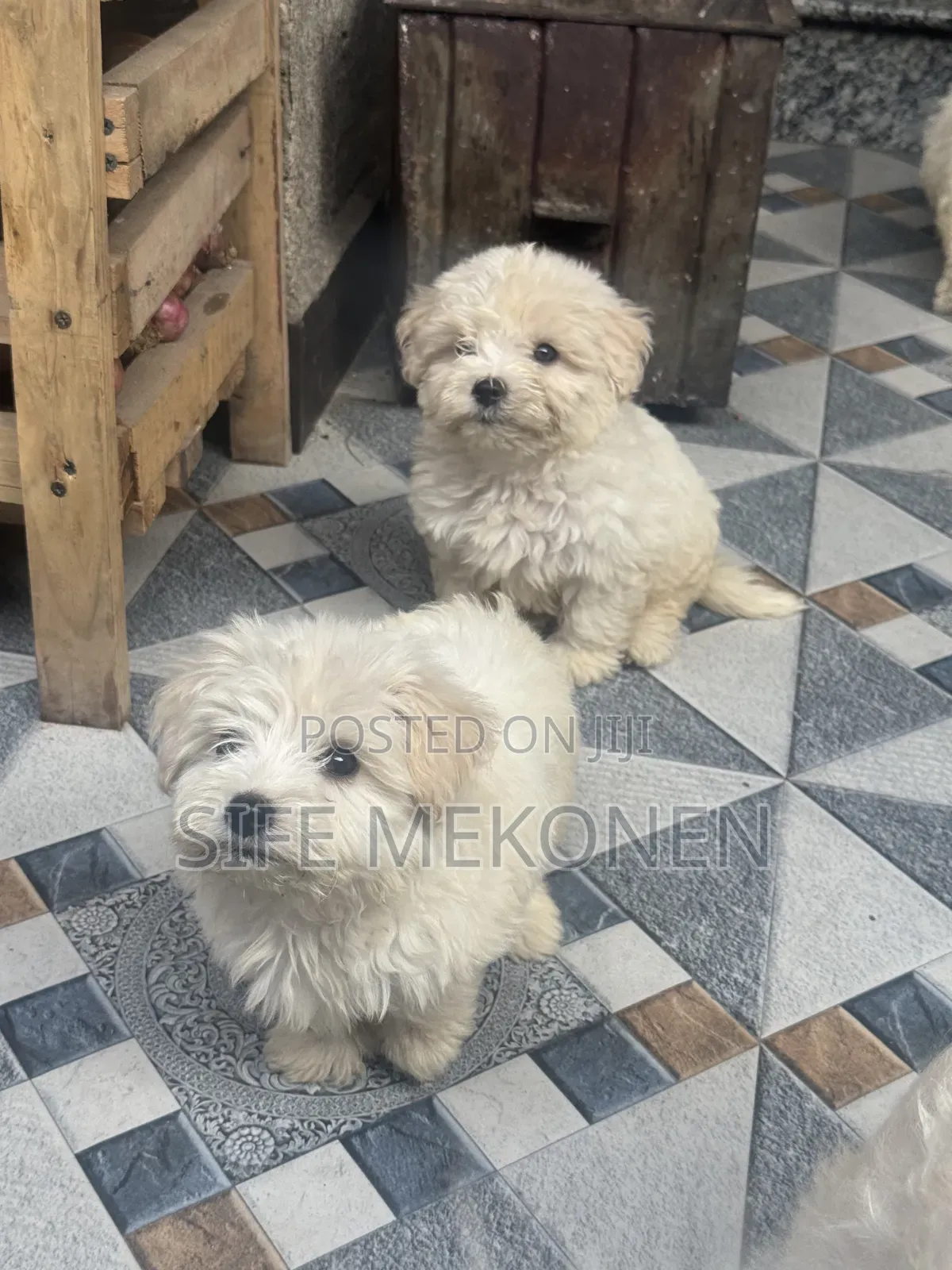 1-3 months Male Purebred Maltese