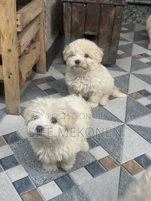 1-3 months Male Purebred Maltese