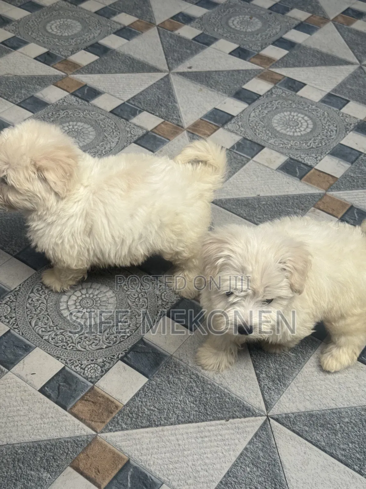1-3 months Male Purebred Maltese