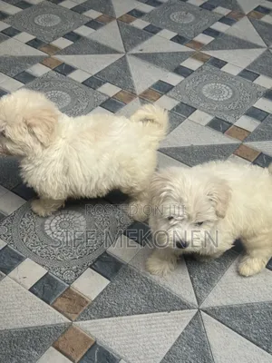 1-3 months Male Purebred Maltese